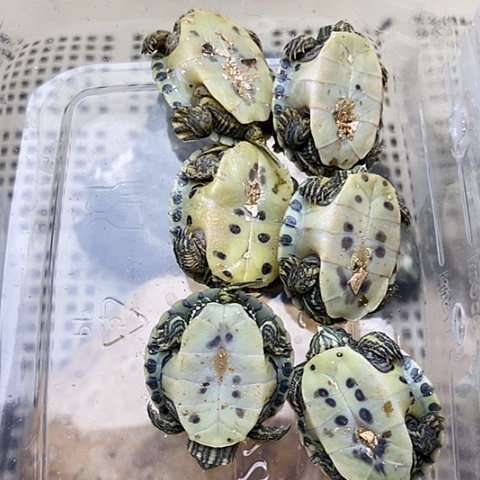 巴西彩龟不分公母