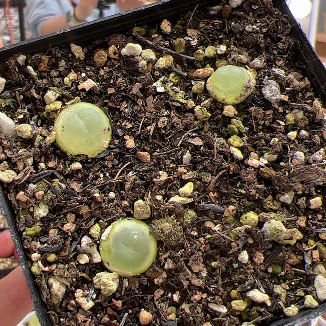 【闪购商品】67 拉登