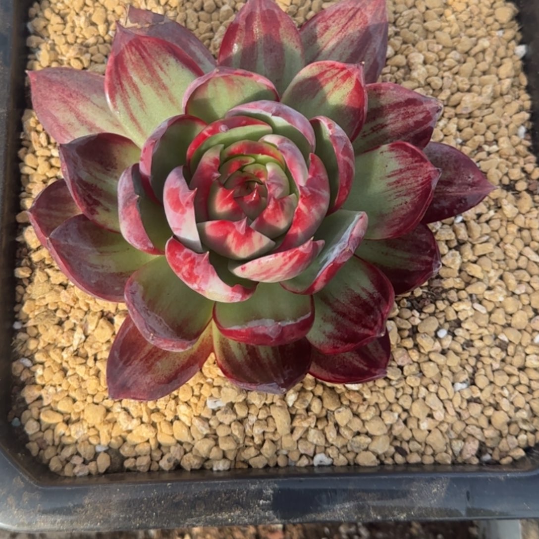 ****甜惊鸿仙子多肉植物A324
