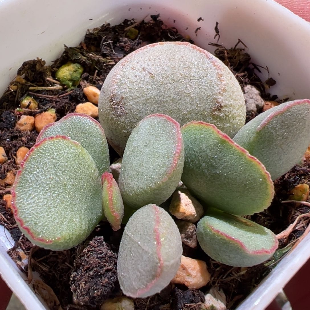 粉雪蛋水泡多肉植物水泡