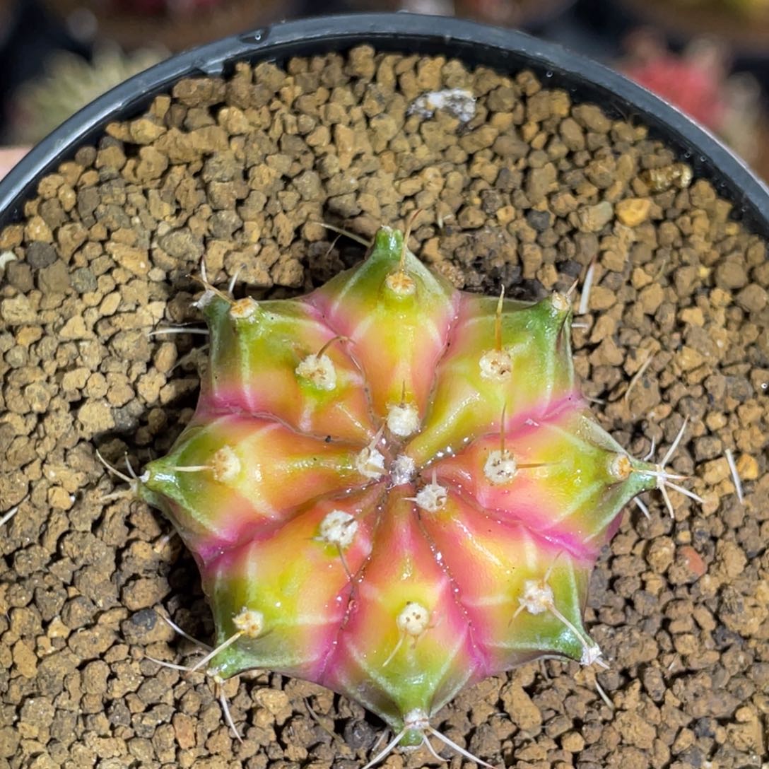 米哈星球00000000007