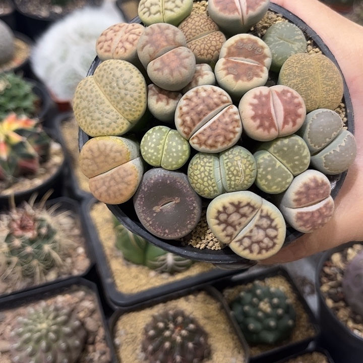 石生花群生多肉植物