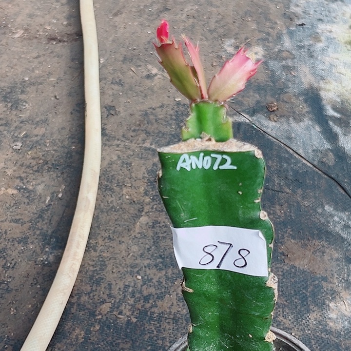 完全开放878AN072