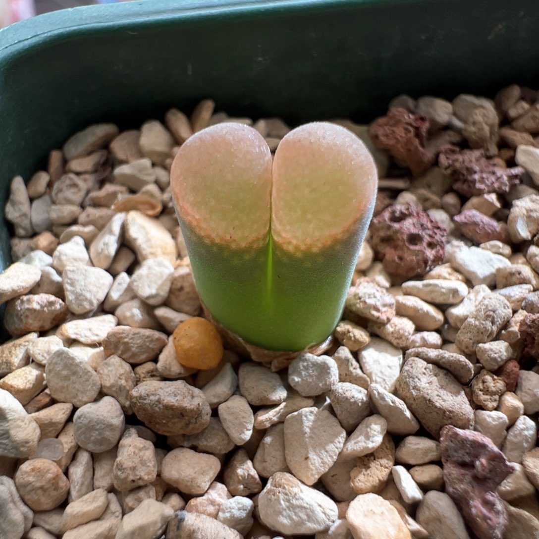 498。青蛙优选1089鲑鱼粉 两年半