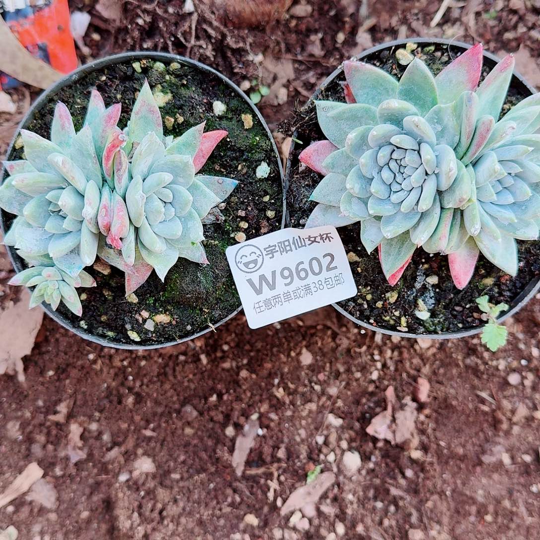 9602两颗仙女杯多肉