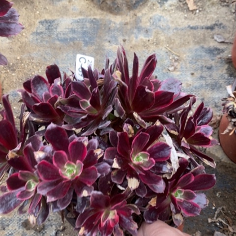 891赤霞飞满25包邮多肉