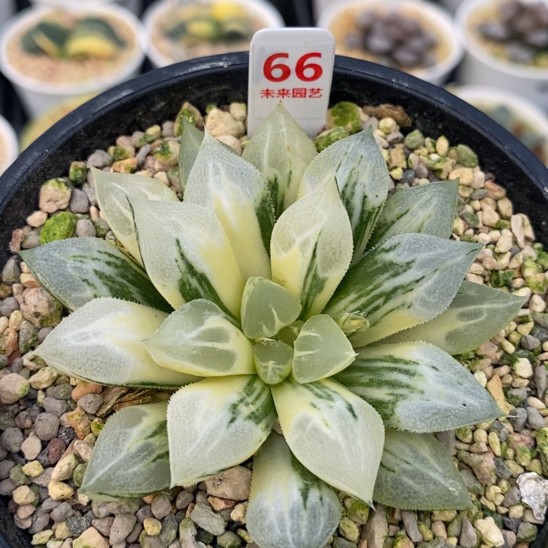 66爱心十二卷多肉植物