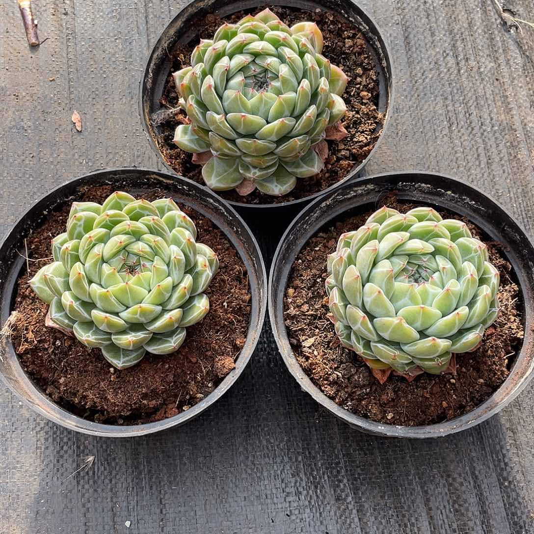 多肉植物多肉植物