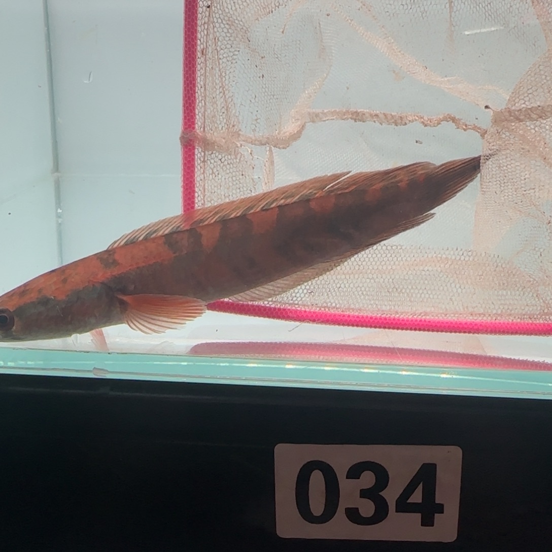 雷龙鱼庞卡兰布翁一条