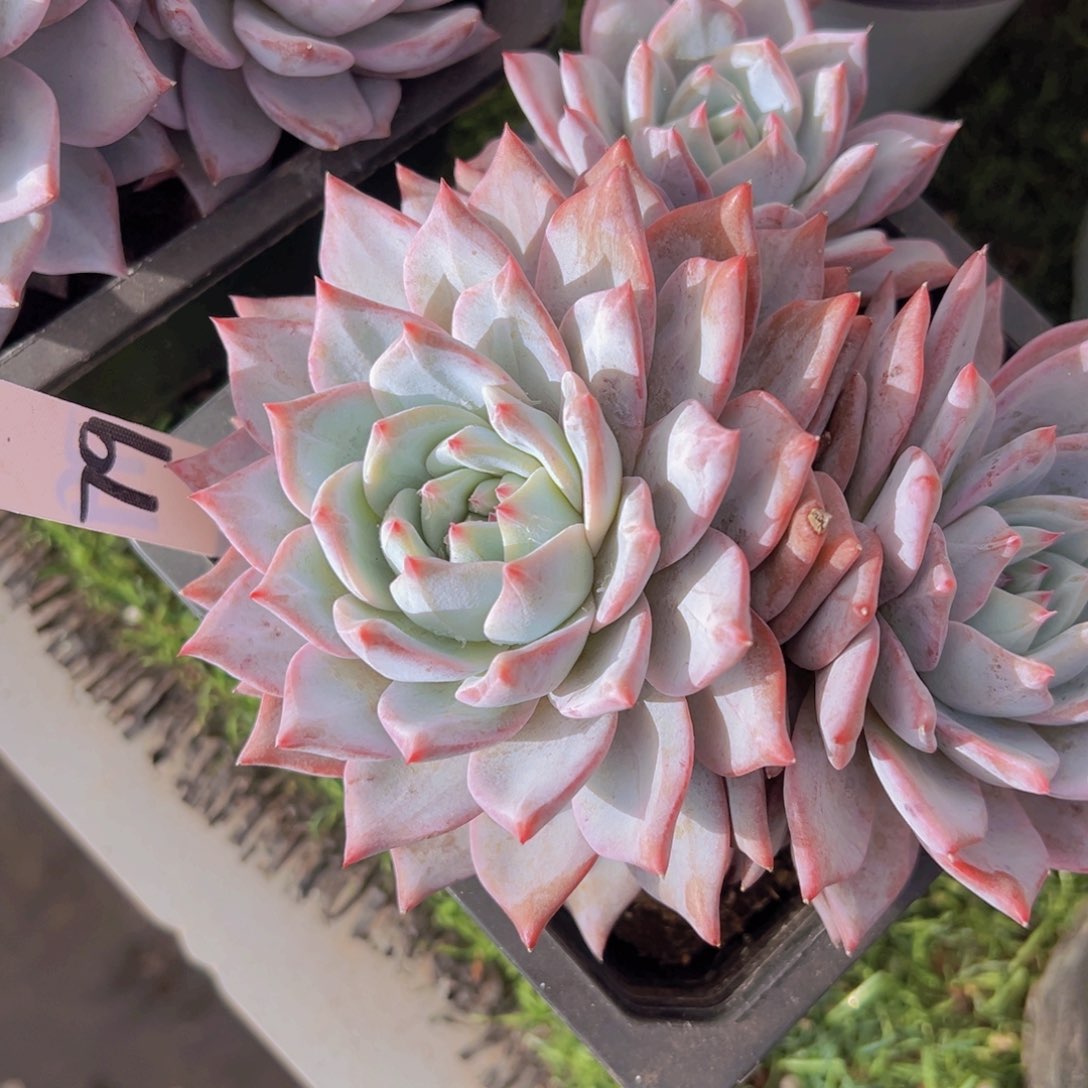 香玉的故事是一个人的故事