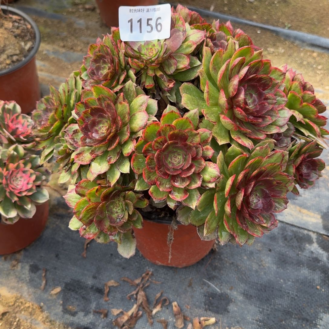 小*1156红丝绒。多肉植物