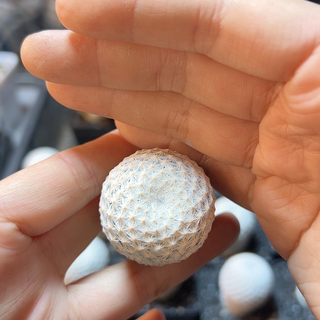 自根白鸟3.2公分