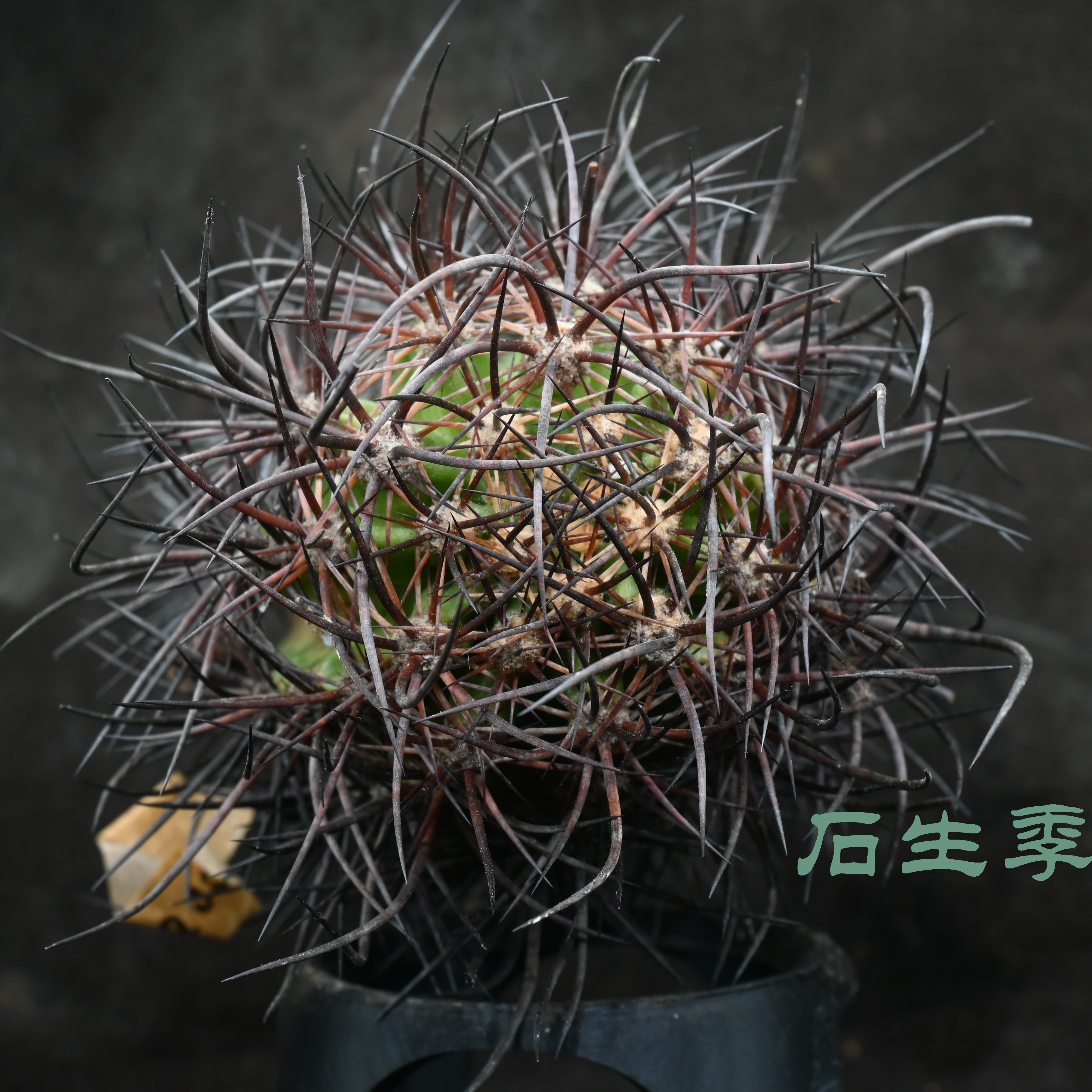 Echinocereus lindsayi 林氏幻虾 大鹿角 母本 不含刺8cm
