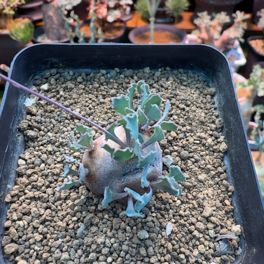 格加厚墩菊301 仙人球