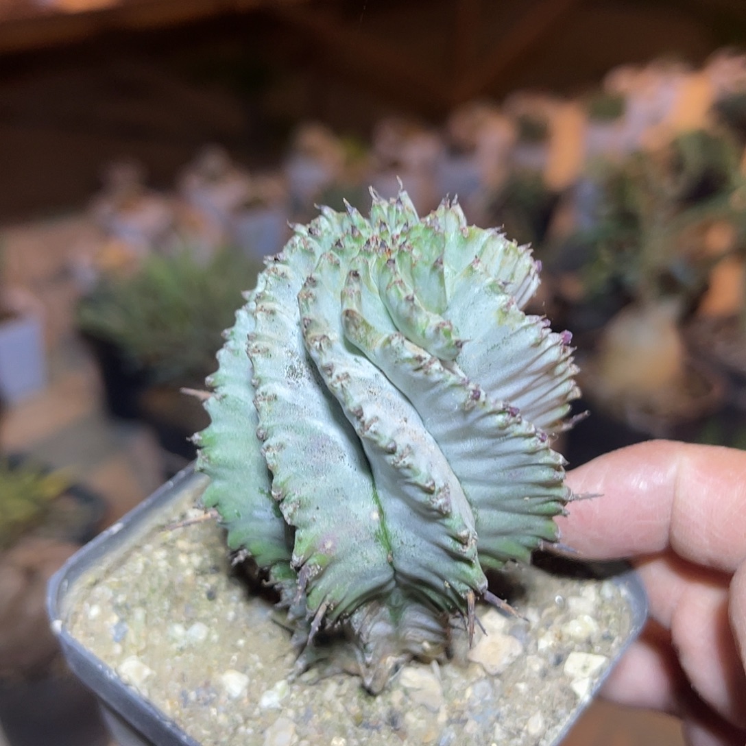 旋转角尤白衣魁伟玉