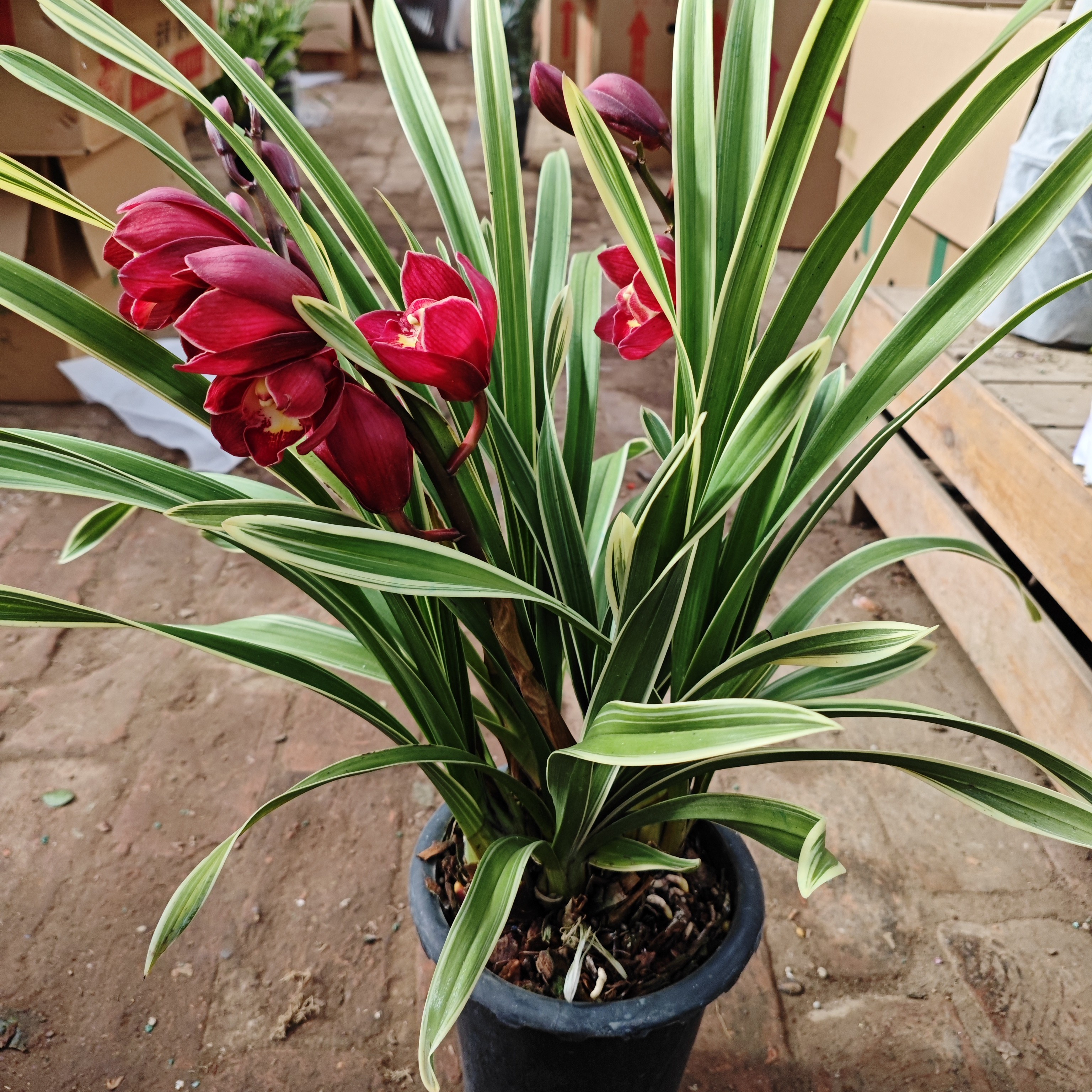 金边红袍大花蕙兰