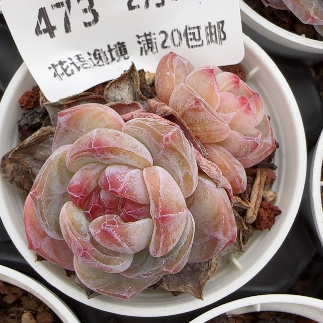 花语逸镜0204-473