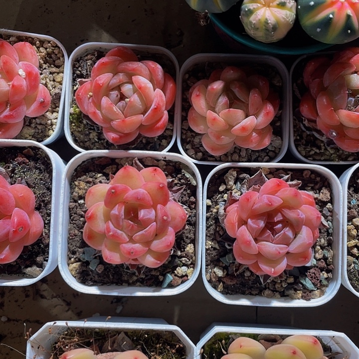 果冻香槟带盆土发货