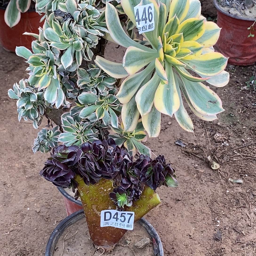 筑***！446-457 多肉植物不包断枝包邮