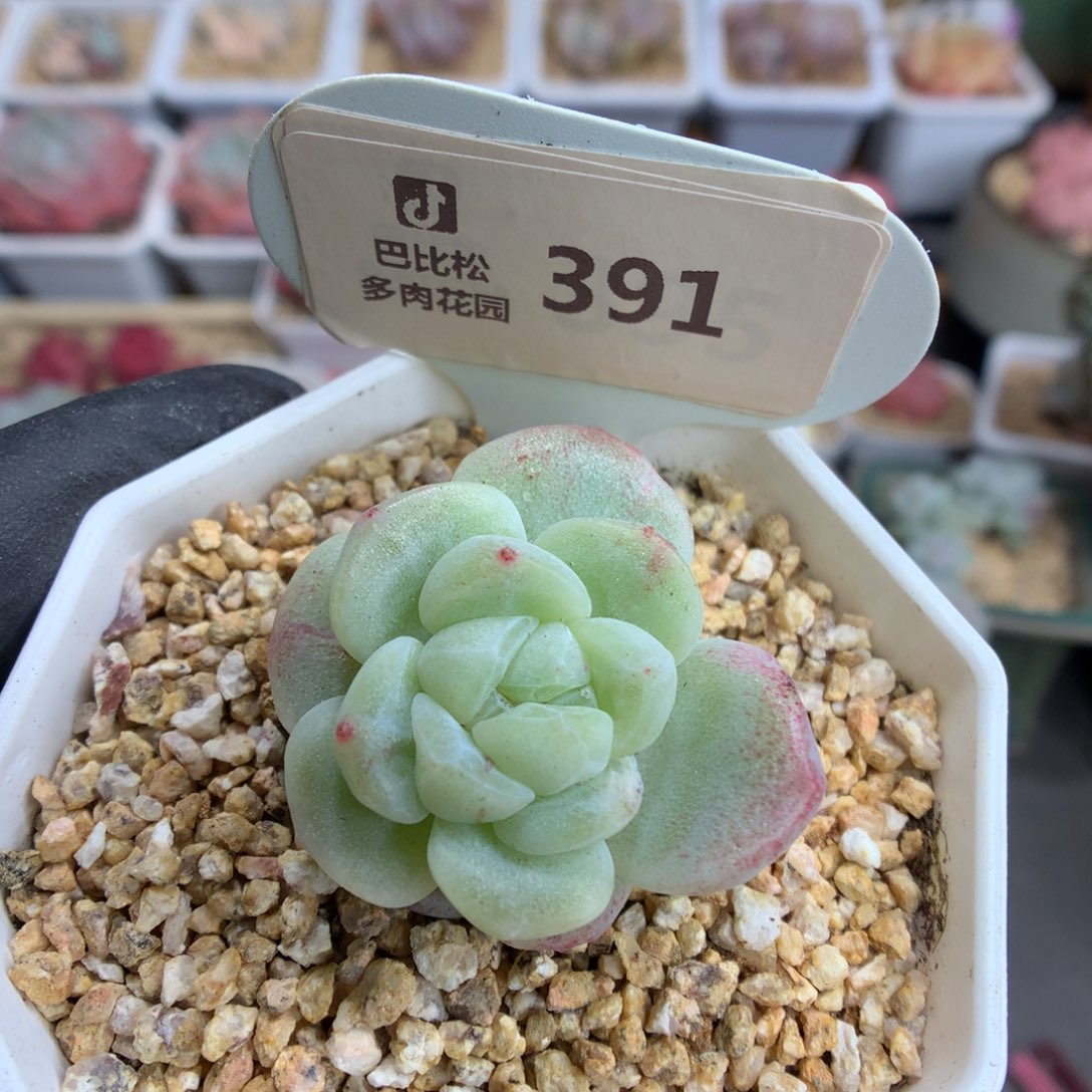 351 翡翠心冰玉石化多肉