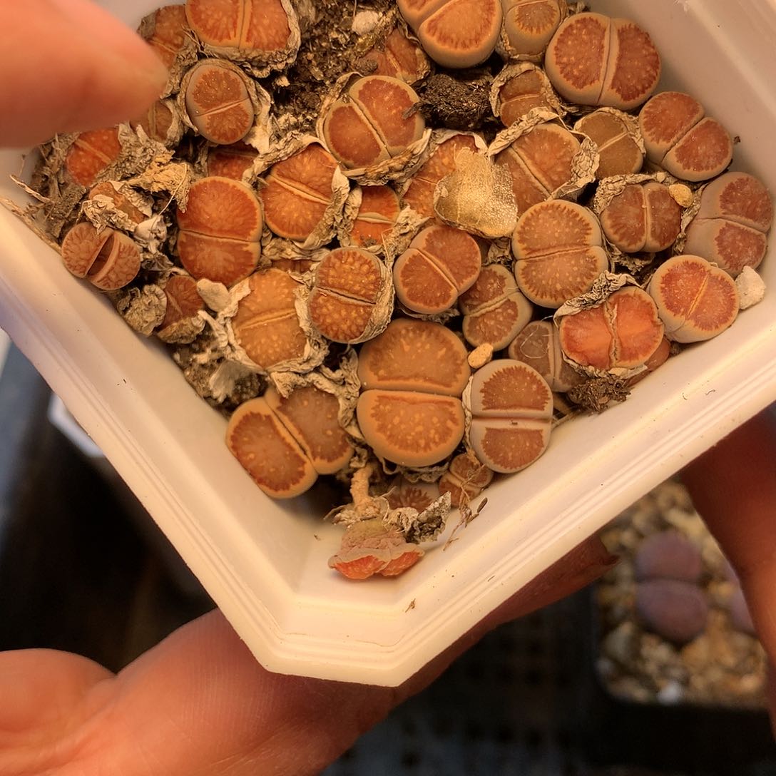 B410多肉植物保护研究所