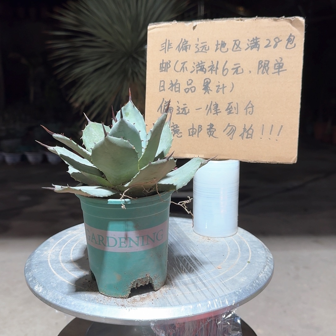 完全开放虚空藏高级灰龙舌兰