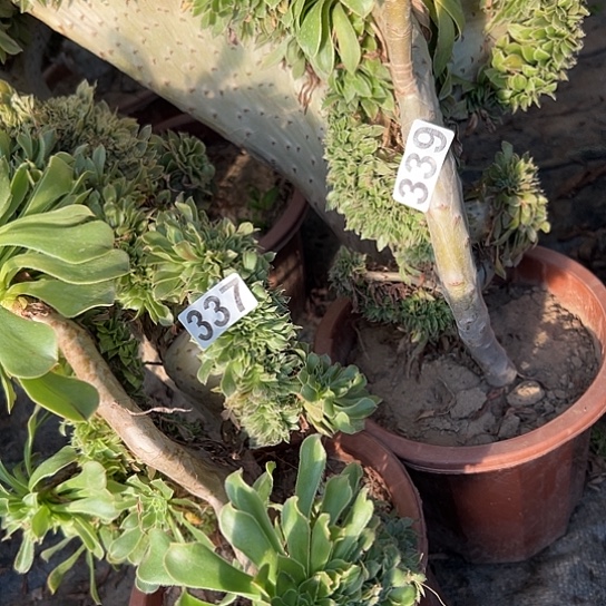 天***意多肉植物两个妖装有伤339.337