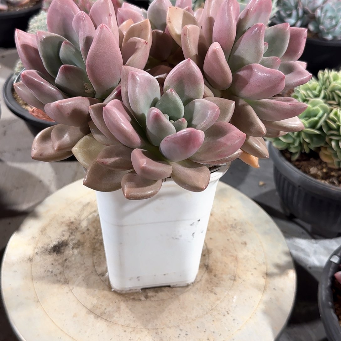 粉黛多肉老桩无砍