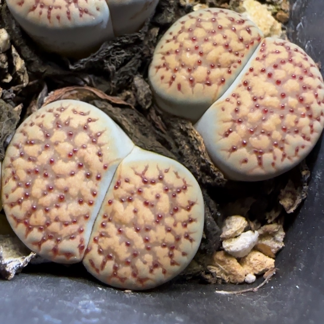 11.28. 朝贡.9028冠幅2.5cm