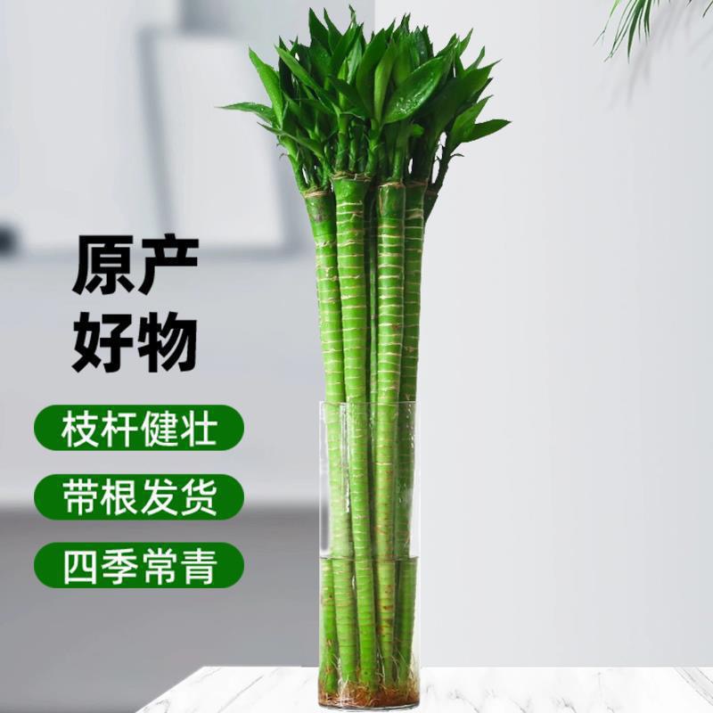 【老师推荐款】带根大颗文昌竹龙竹富贵竹水培植物客厅室内绿植盆栽