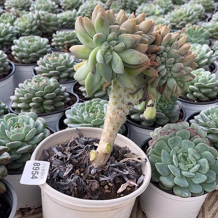 阿雅园艺。      8954淡雪缀