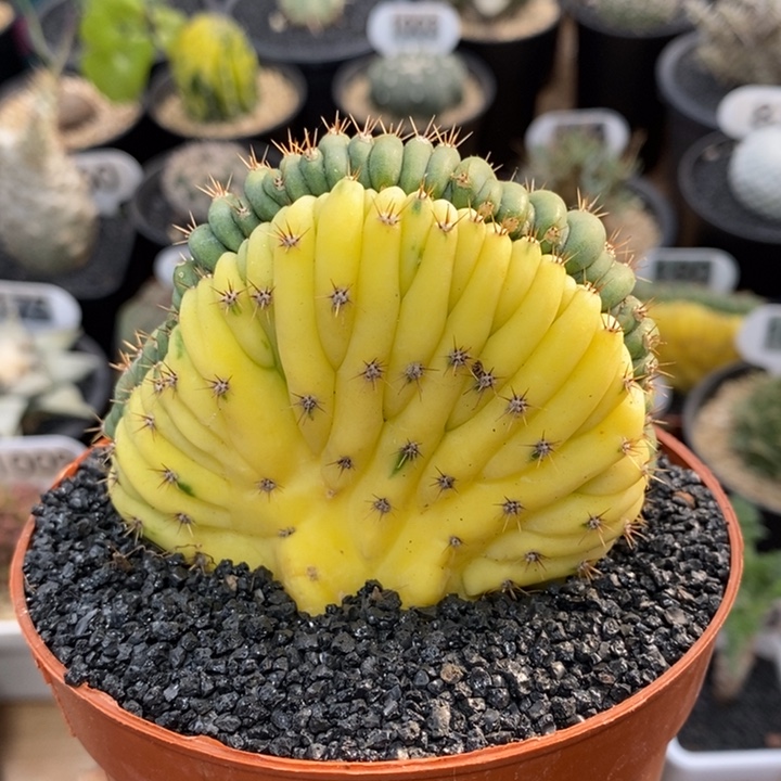 多闻柱缀化锦1077号8cm