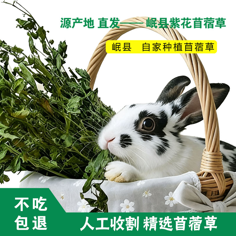 【25年烘干苜蓿草】幼兔紫花苜蓿草兔兔龙猫荷兰猪食用干草饲料