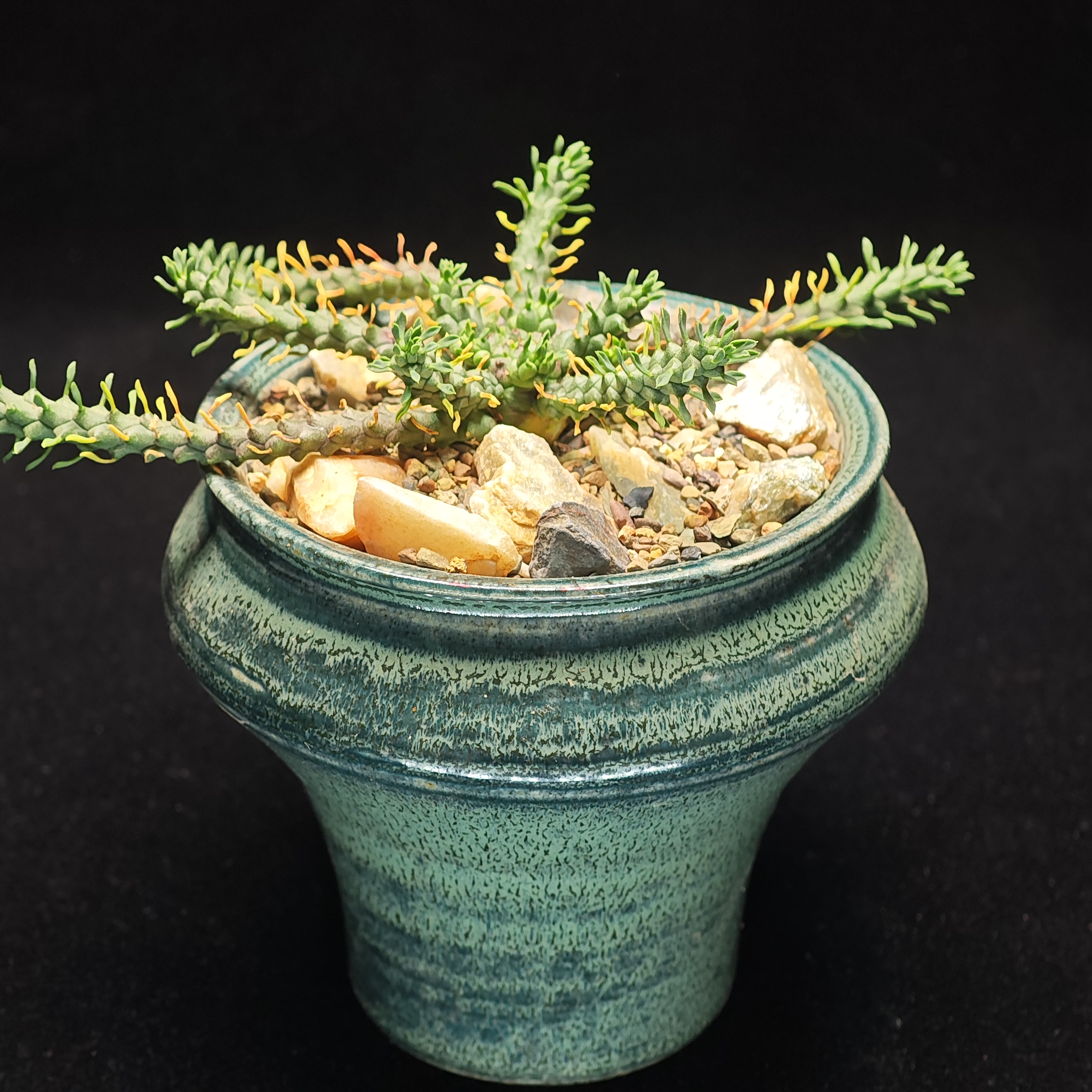 一物一拍响尾蛇大戟实生带盆