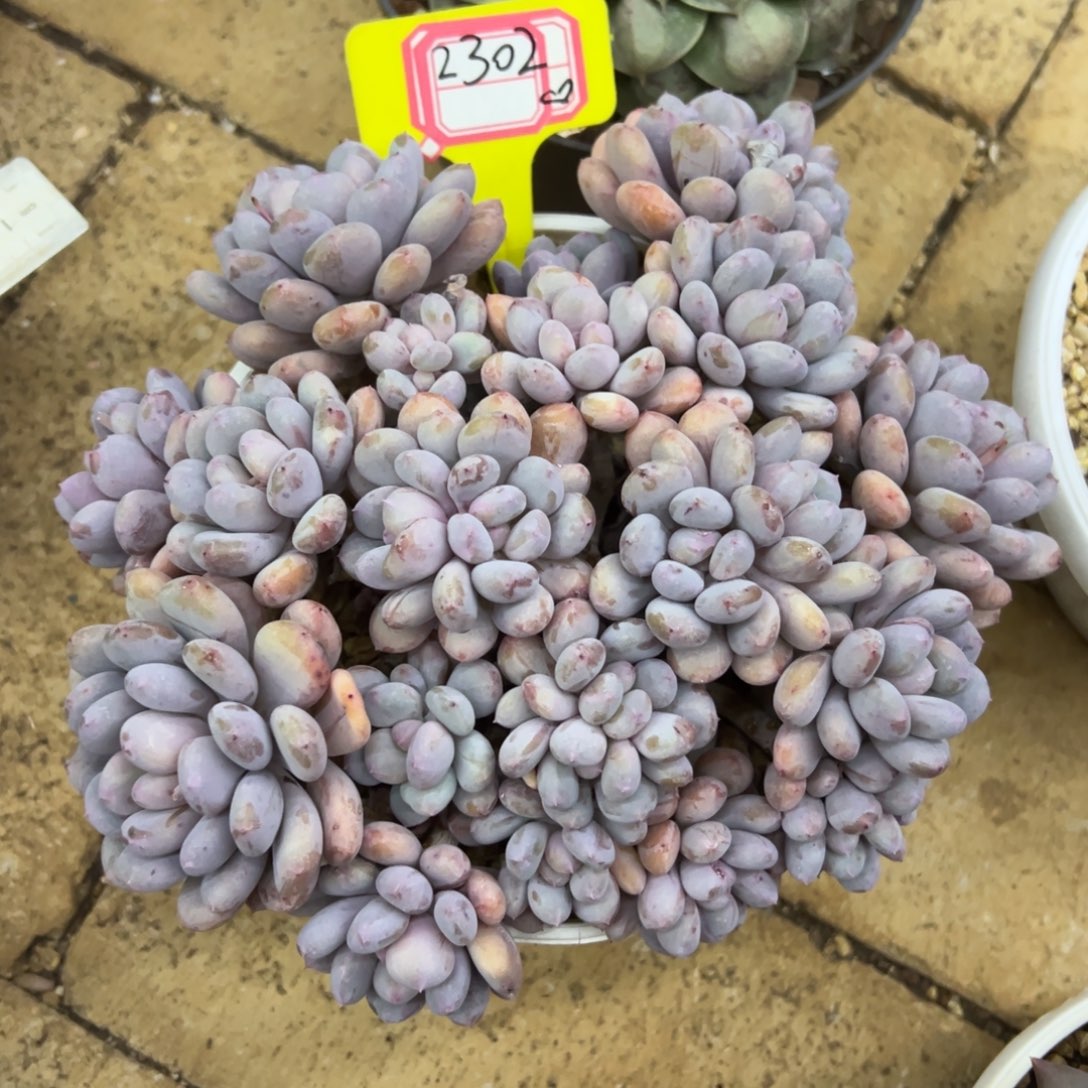 2302、     香香雪老庄 桩