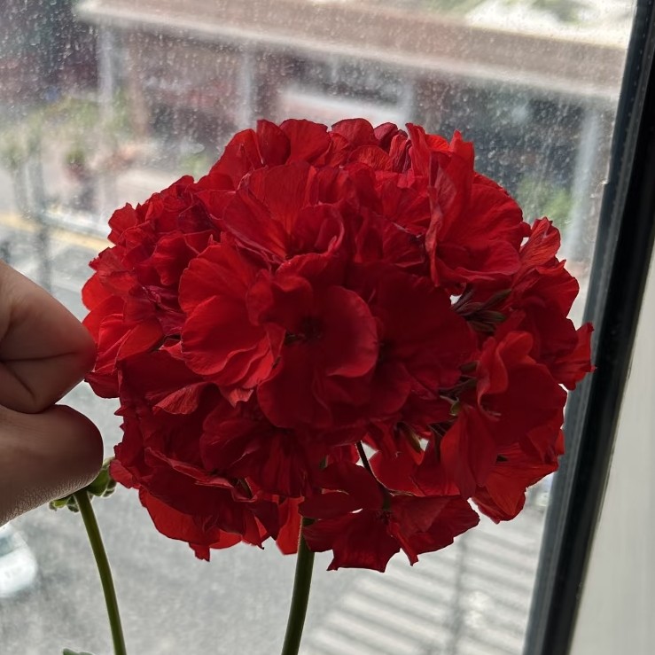 【国旗红】直立天竺葵（零下拍保温冻坏不售后）