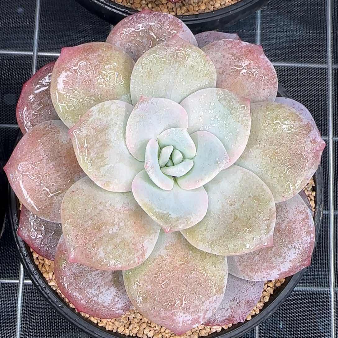 从前慢花园精选红茶