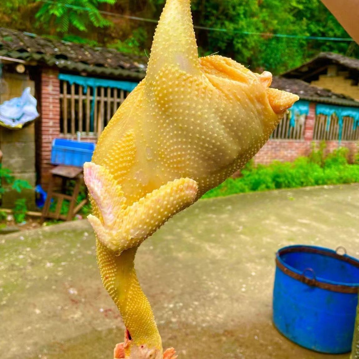 文山西畴散养一年以上老母鸡，活鸡现杀，顺丰空运锁鲜发货