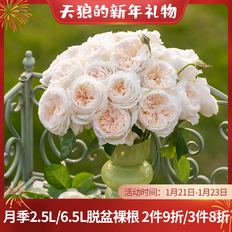 【2.5】脱土裸根苗 天狼裸根月季苗庭院露台植物花卉