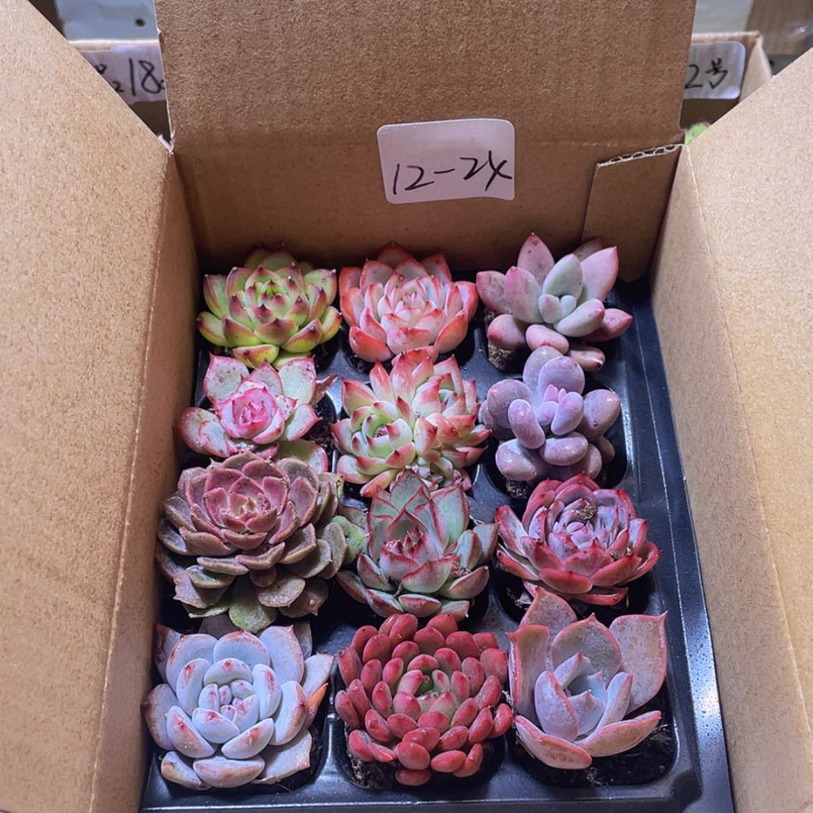 【闪购商品】12颗-24