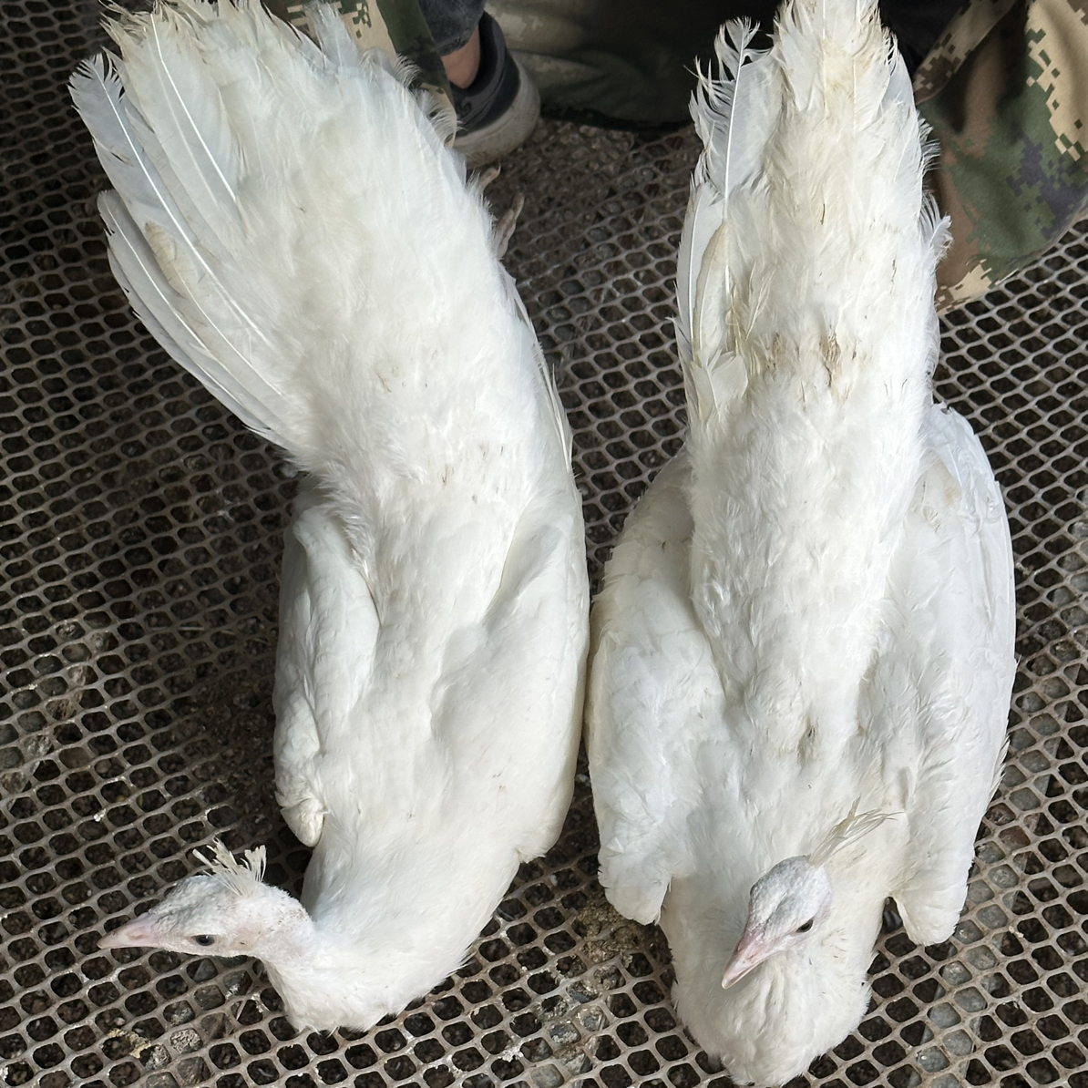 白孔雀苗宠物鸡（京东包邮）