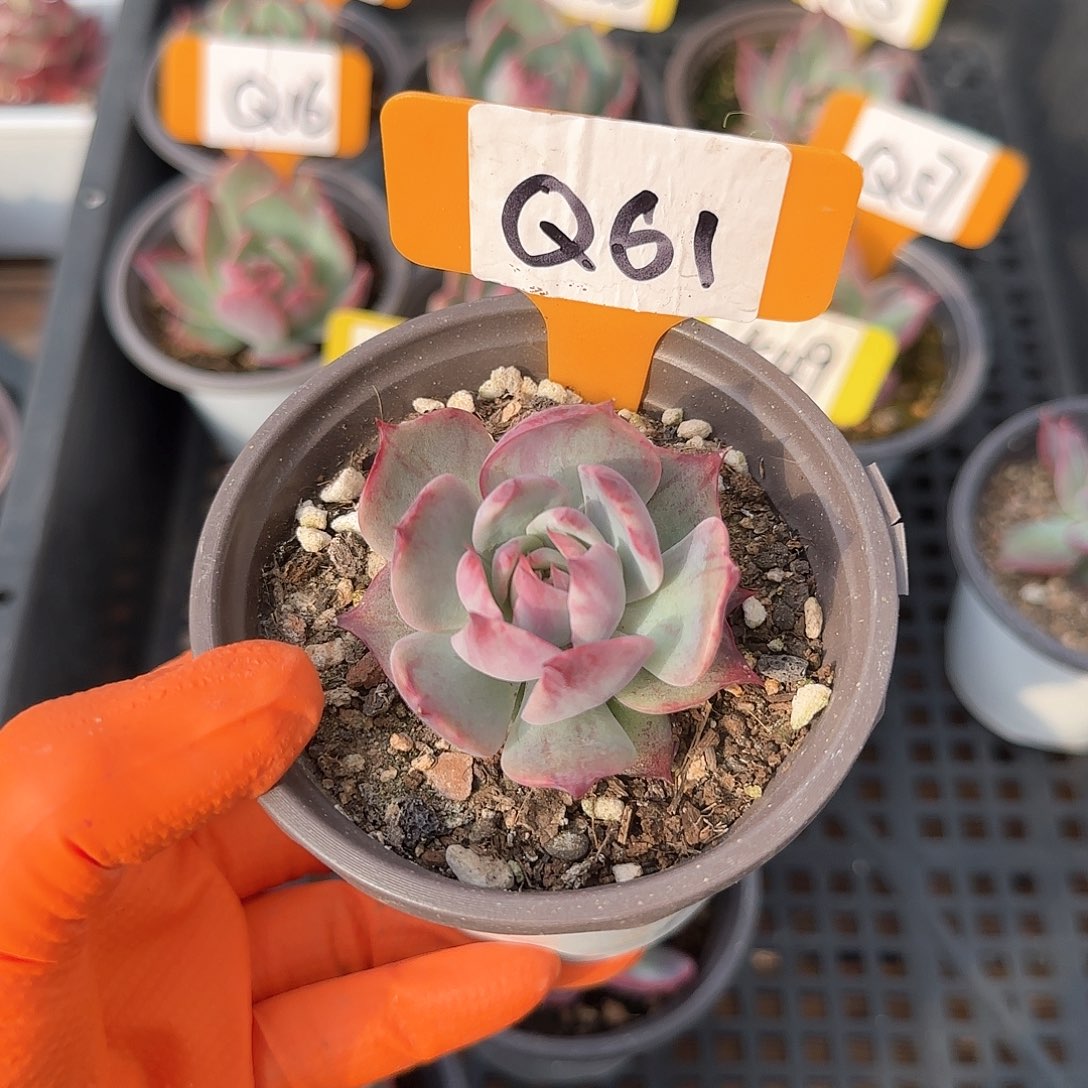 Y*Q61惊鸿单头多肉