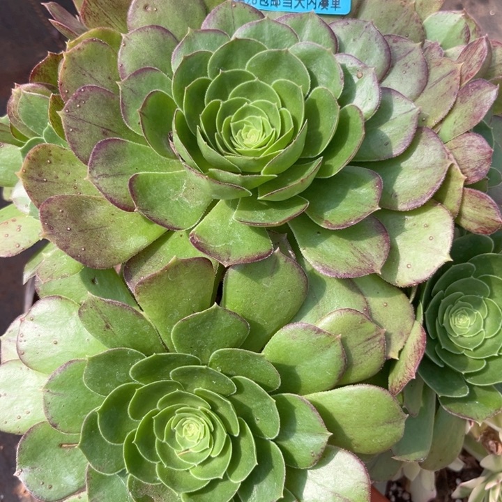 万圣节7666多肉植物