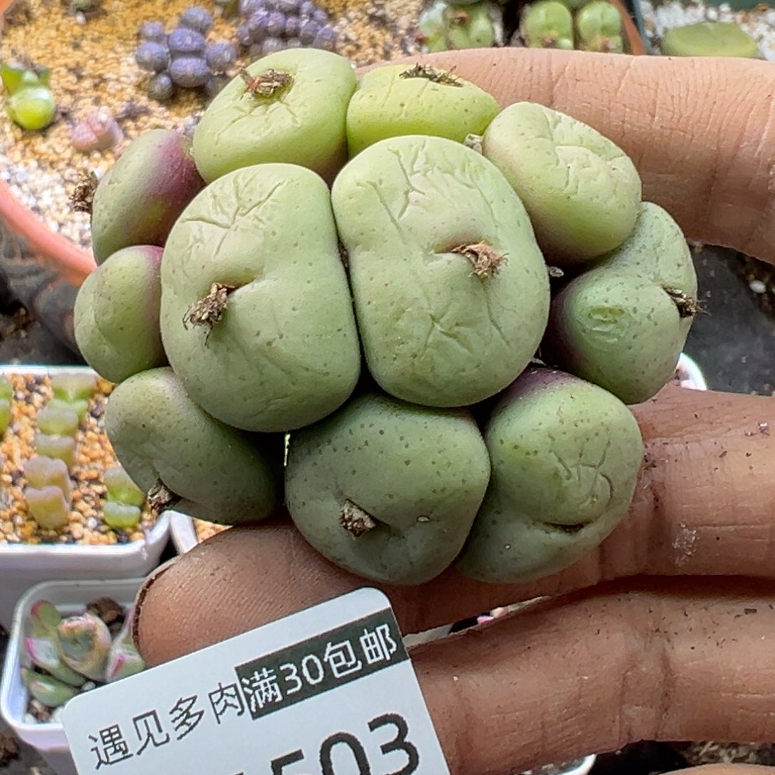 多肉植物111111111111