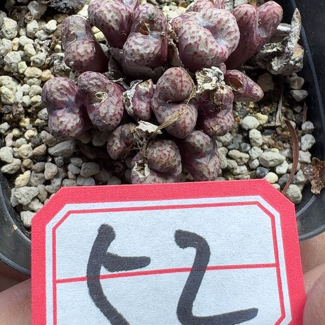 多肉植物的润泽ghb