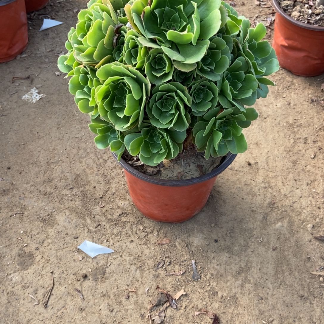 8号链接绿玫瑰法师