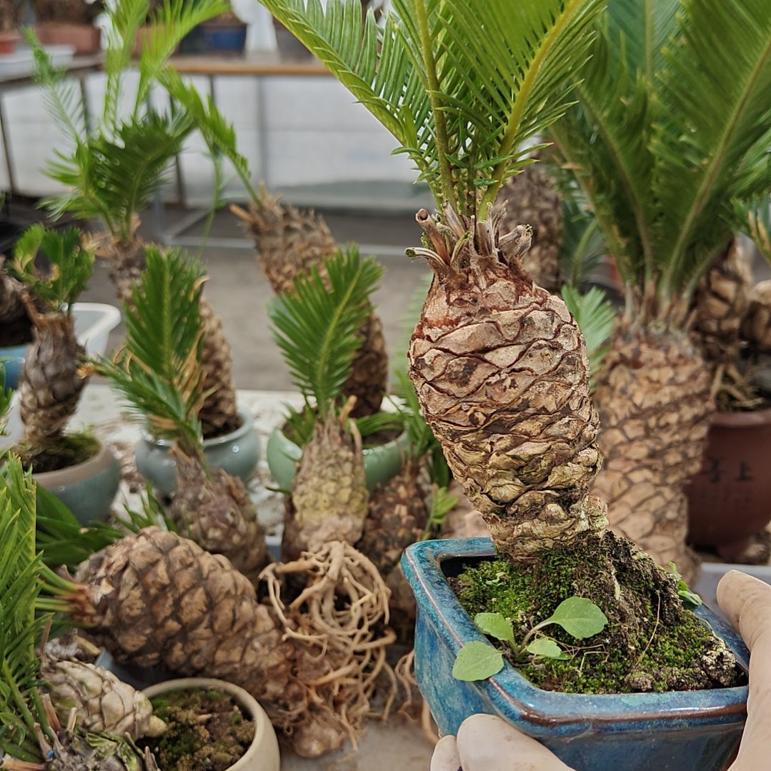 无花朵白鳞铁盆景基地价