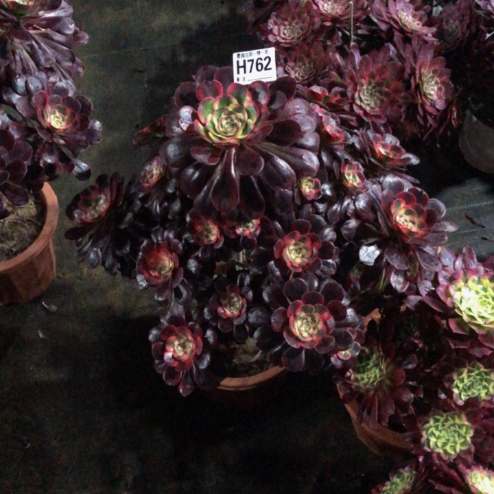 丽娜多肉762000000000