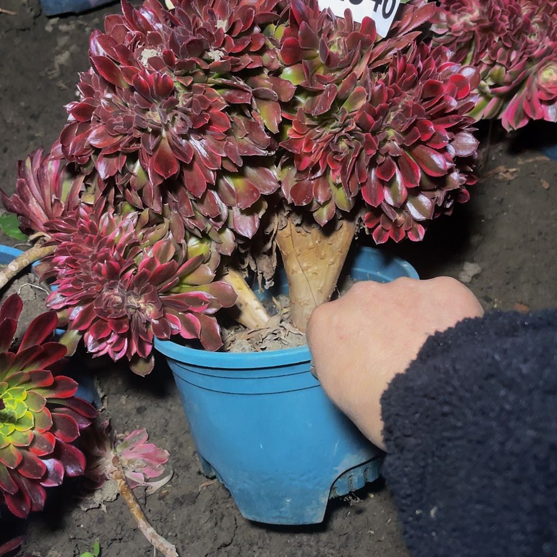 雅典娜法师15-18包邮法师