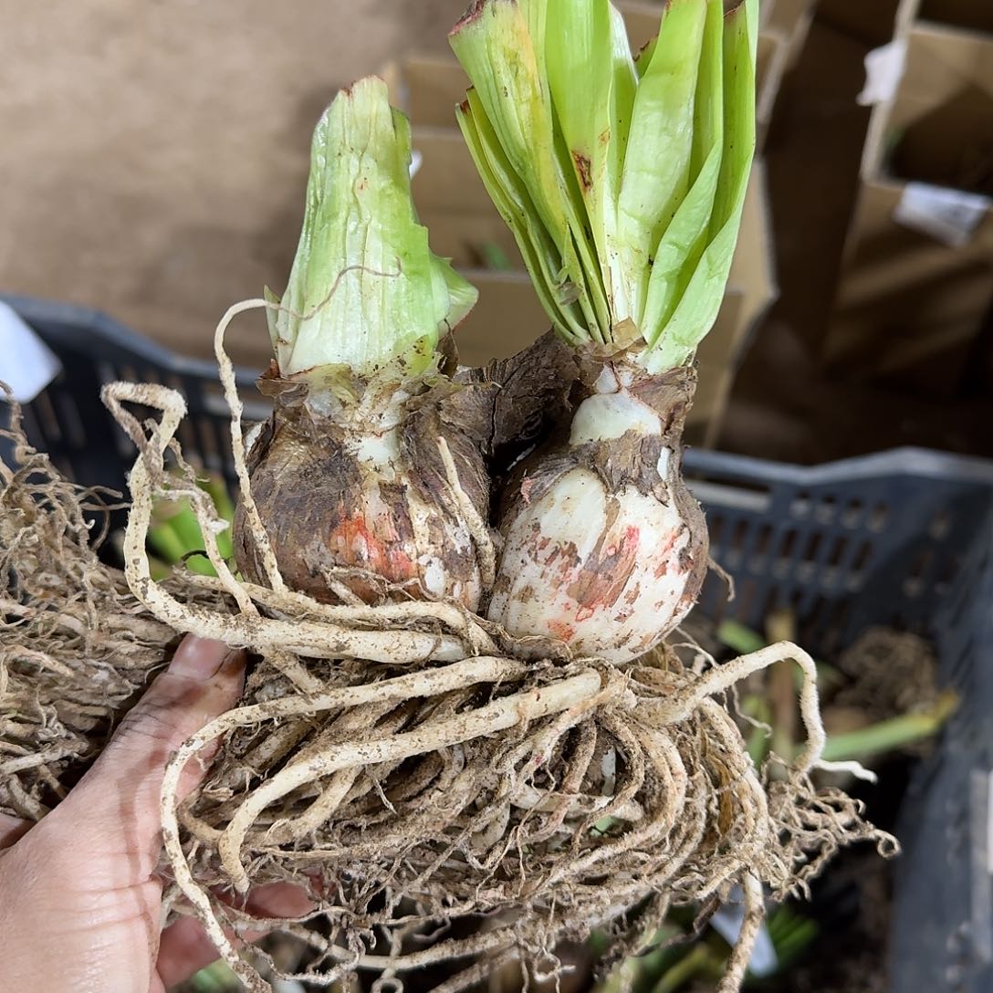 浪漫嫁衣双胞胎6左右